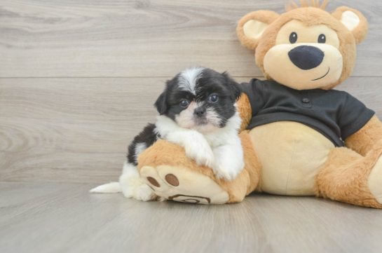 Akc Registered Shih Tzu Baby
