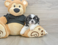 5 week old Shih Tzu Puppy For Sale - Florida Fur Babies