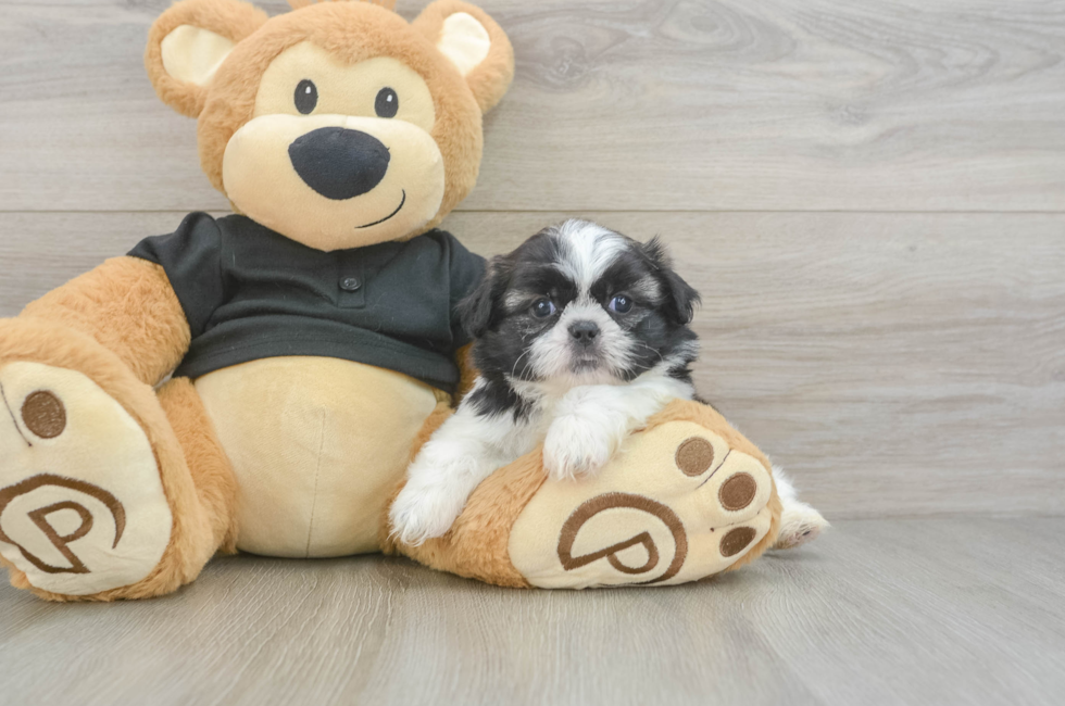 5 week old Shih Tzu Puppy For Sale - Florida Fur Babies