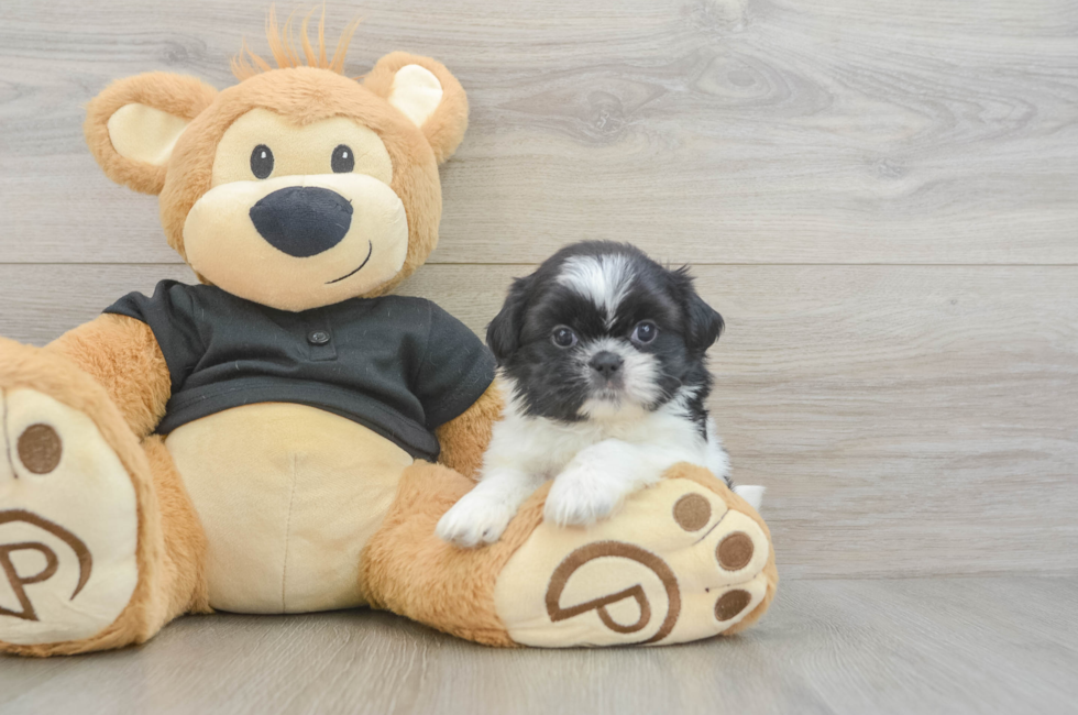 5 week old Shih Tzu Puppy For Sale - Florida Fur Babies