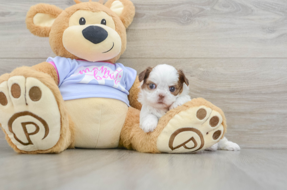 5 week old Shih Tzu Puppy For Sale - Florida Fur Babies