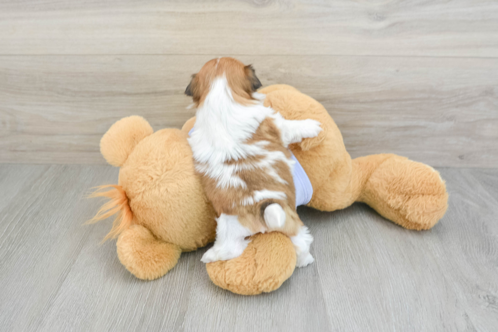 Shih Tzu Pup Being Cute