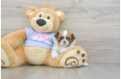 Hypoallergenic Shih Tzu Baby