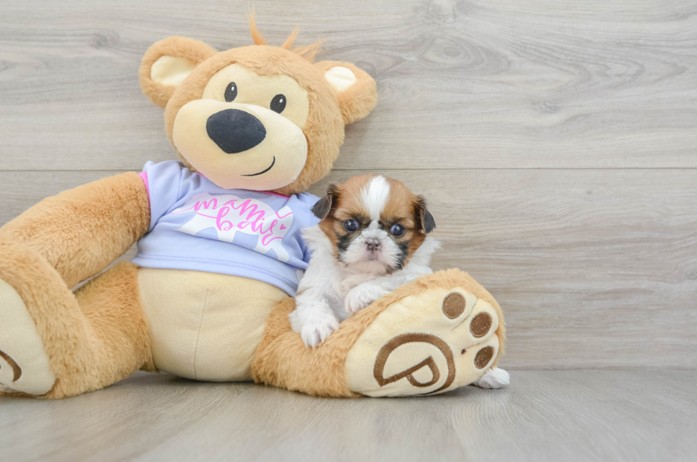 5 week old Shih Tzu Puppy For Sale - Florida Fur Babies