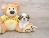 5 week old Shih Tzu Puppy For Sale - Florida Fur Babies