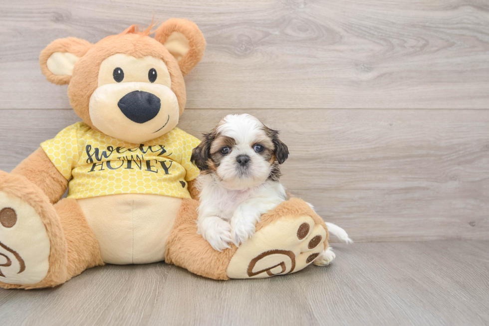 Shih Tzu Puppy for Adoption