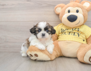 5 week old Shih Tzu Puppy For Sale - Florida Fur Babies
