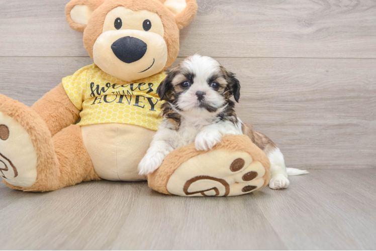 Shih Tzu Pup Being Cute
