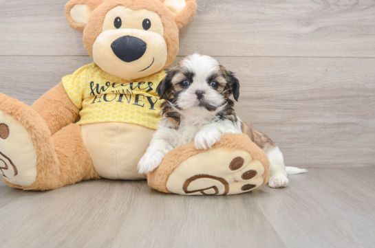 Shih Tzu Pup Being Cute