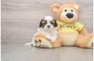 Popular Shih Tzu Baby