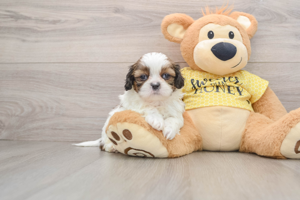 Popular Shih Tzu Baby