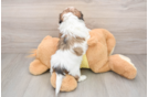 Hypoallergenic Shih Tzu Baby