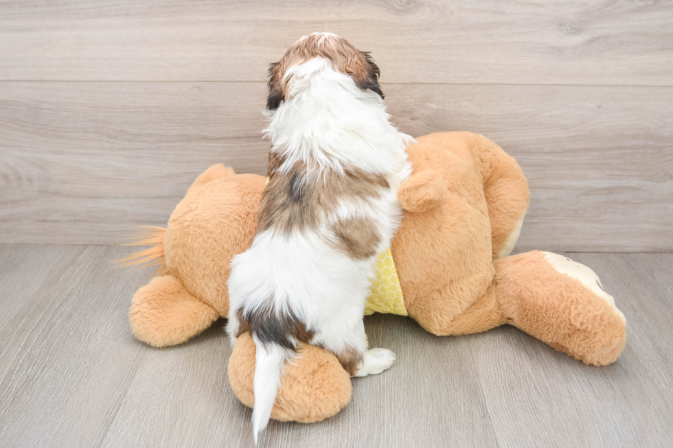 Hypoallergenic Shih Tzu Baby