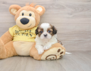 9 week old Shih Tzu Puppy For Sale - Florida Fur Babies