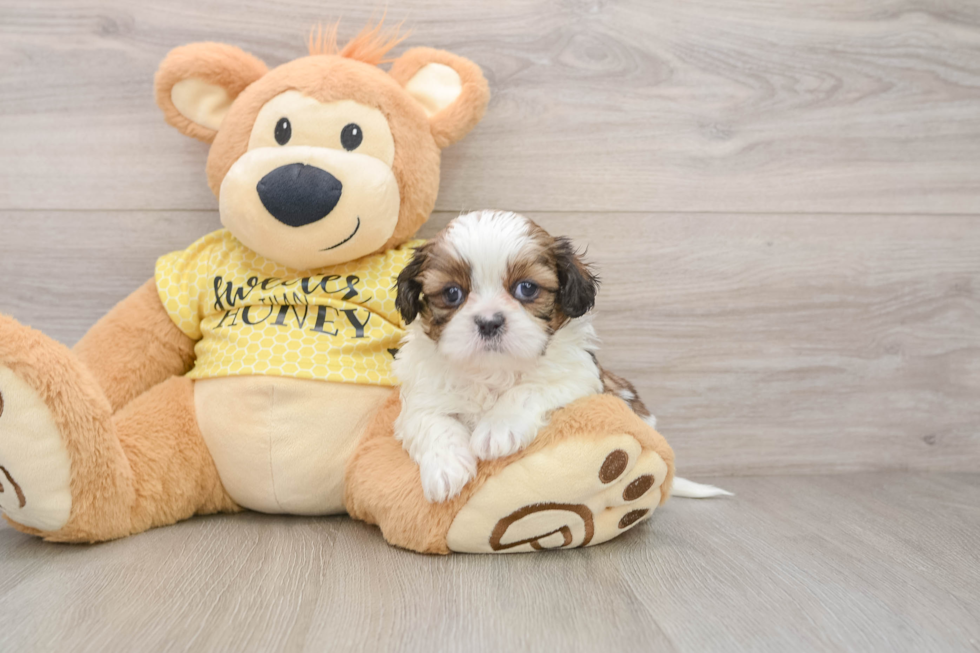 Shih Tzu Pup Being Cute