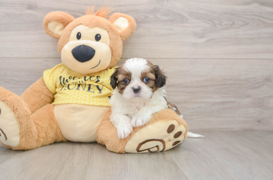 Shih Tzu Pup Being Cute