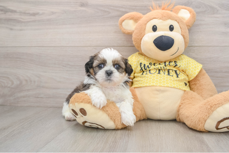 Playful Shih Tzu Baby