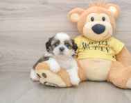 5 week old Shih Tzu Puppy For Sale - Florida Fur Babies