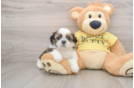 Playful Shih Tzu Baby