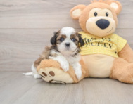 5 week old Shih Tzu Puppy For Sale - Florida Fur Babies
