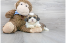 Meet Valentino - our Shih Tzu Puppy Photo 2/3 - Florida Fur Babies