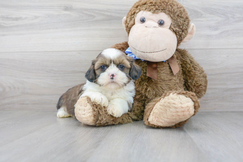 Meet Valentino - our Shih Tzu Puppy Photo 1/3 - Florida Fur Babies