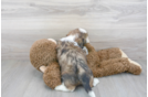 Meet Valentino - our Shih Tzu Puppy Photo 3/3 - Florida Fur Babies