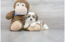 Meet Vinson - our Shih Tzu Puppy Photo 1/3 - Florida Fur Babies