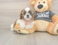 6 week old Shih Tzu Puppy For Sale - Florida Fur Babies