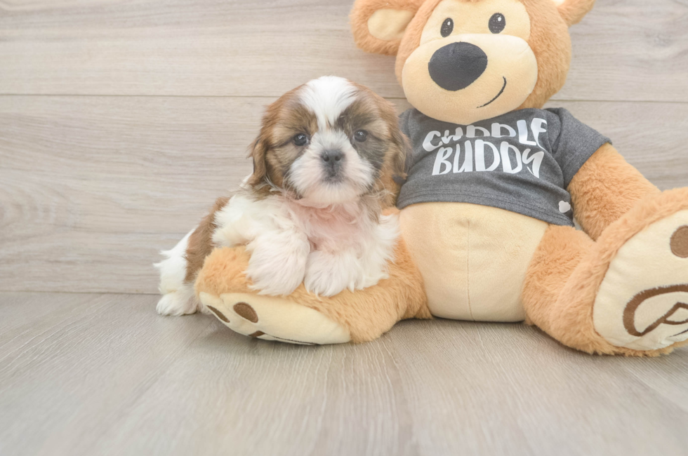 7 week old Shih Tzu Puppy For Sale - Florida Fur Babies