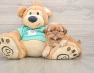 5 week old Shih Tzu Puppy For Sale - Florida Fur Babies