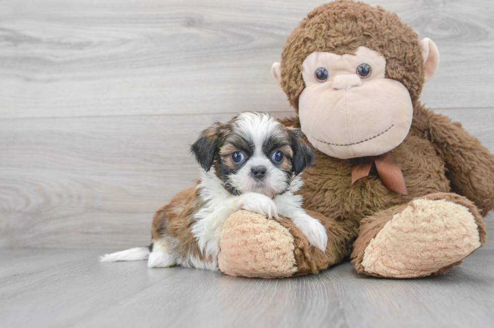 7 week old Shih Tzu Puppy For Sale - Florida Fur Babies