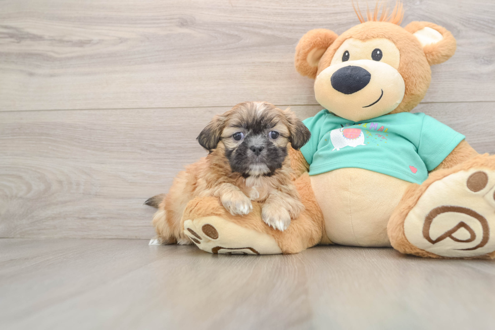 Fluffy Shitzu Purebred Puppy