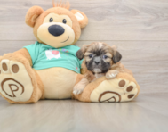 5 week old Shih Tzu Puppy For Sale - Florida Fur Babies