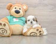 5 week old Shih Tzu Puppy For Sale - Florida Fur Babies