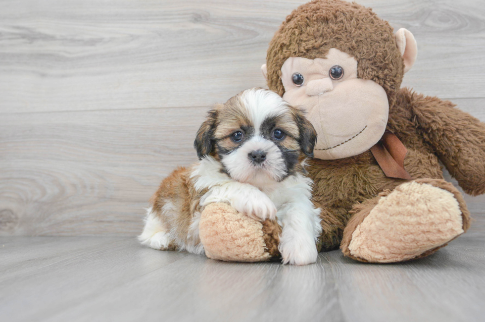 7 week old Shih Tzu Puppy For Sale - Florida Fur Babies
