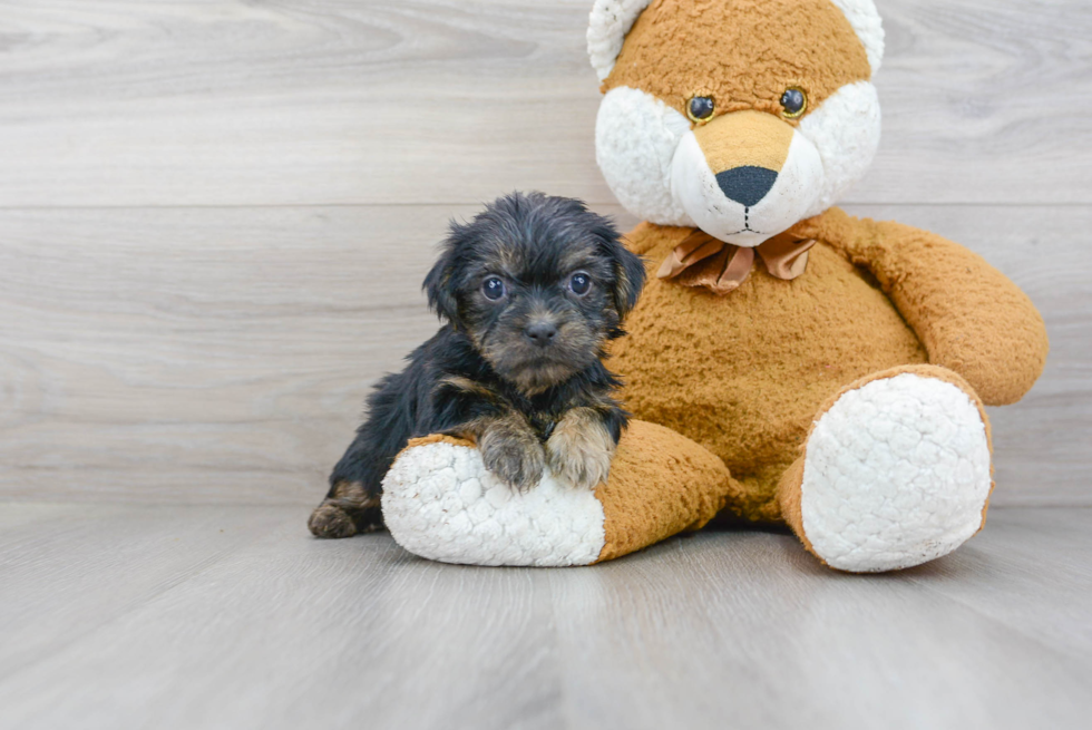 Shorkie Puppy for Adoption