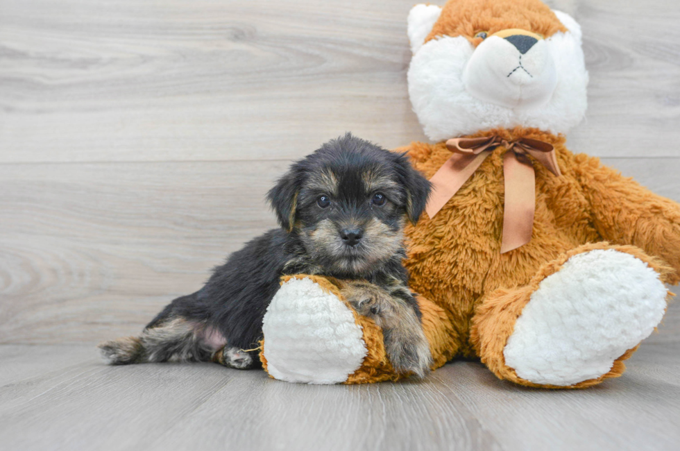 6 week old Shorkie Puppy For Sale - Florida Fur Babies