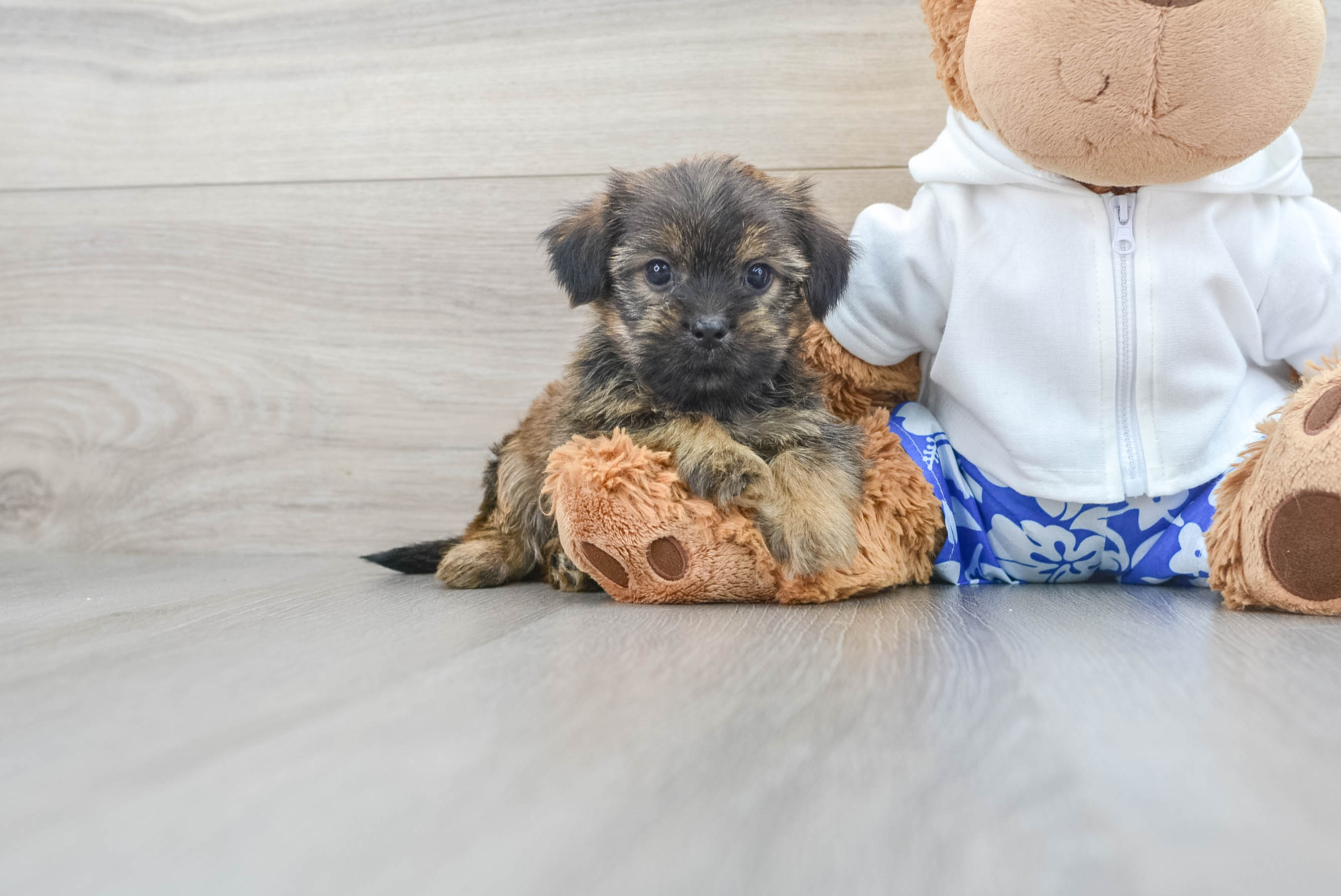 Teddy clearance bear shorkie