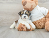 5 week old Shorkie Puppy For Sale - Florida Fur Babies