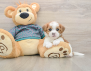 5 week old Shorkie Puppy For Sale - Florida Fur Babies