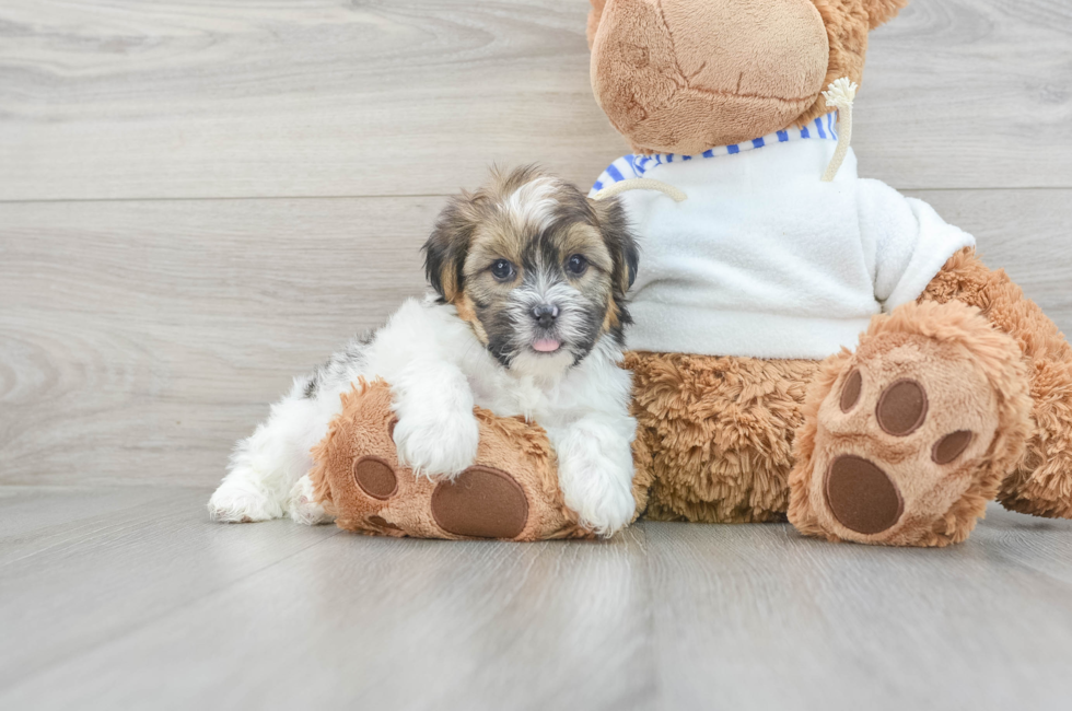 7 week old Shorkie Puppy For Sale - Florida Fur Babies