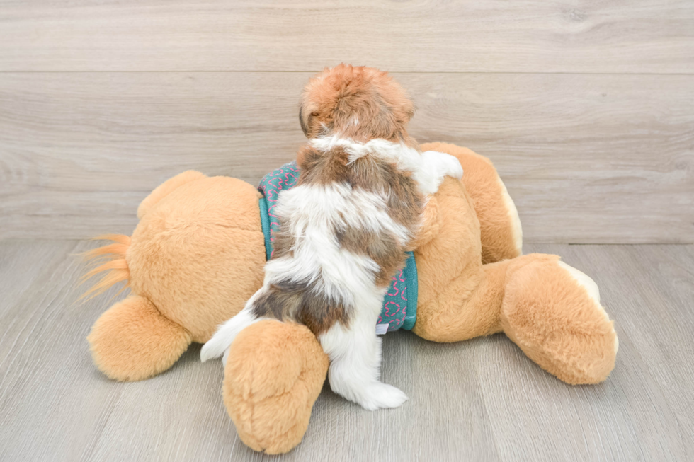 Smart Shorkie Designer Pup