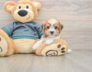 5 week old Shorkie Puppy For Sale - Florida Fur Babies