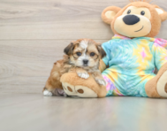 5 week old Shorkie Puppy For Sale - Florida Fur Babies