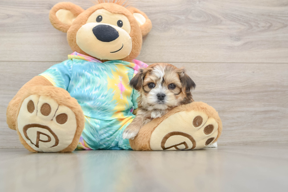 Best Shorkie Baby