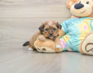 5 week old Shorkie Puppy For Sale - Florida Fur Babies