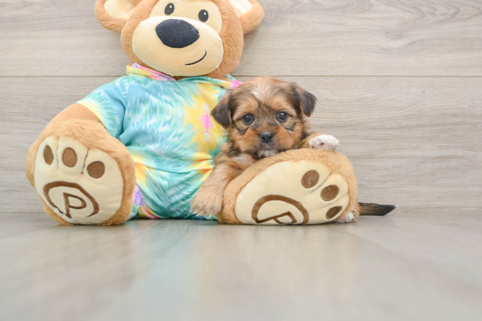 Funny Shorkie Designer Pup
