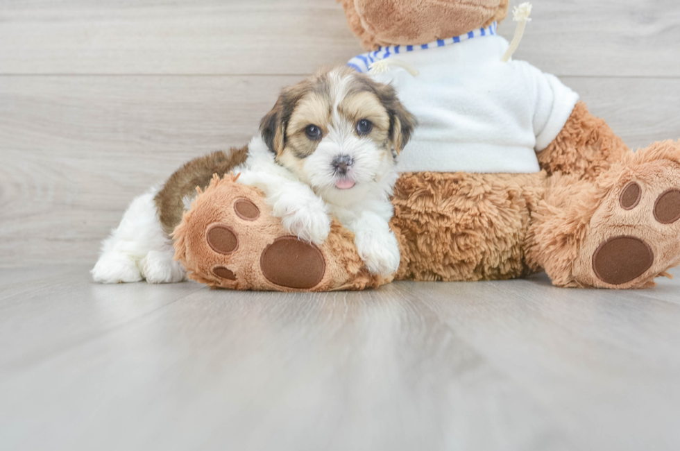 7 week old Shorkie Puppy For Sale - Florida Fur Babies