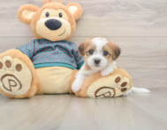 6 week old Shorkie Puppy For Sale - Florida Fur Babies